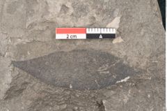 Foto (Detailansicht) von Cassia hyperborea Unger (NHMW-GEO-2024-0188-8048)